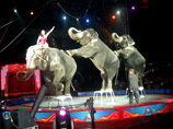 Один из крупнейших американских цирков отказался эксплуатировать слонов