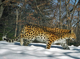 Эротические игры дальневосточных леопардов, опекаемых Путиным, впервые попали на ВИДЕО
