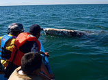 Смертельный инцидент произошел в тот же день, когда мексиканские власти сообщили о значительном увеличении количества серых китов в прибрежных водах