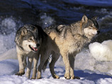 "Царской охотой" чиновников на волков заинтересовался магаданский губернатор Печеный