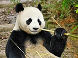 Китаец, укушенный дикой пандой, отсудил 80 тысяч долларов компенсации Китаец, укушенный дикой пандой, отсудил 80 тысяч долларов компенсации