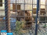 В Сочи хозяин медведей-алкоголиков, перевезенных в Подмосковье, пожаловался на их немедленное изъятие