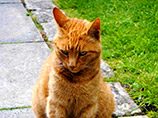Британского кота, который стал символом собора, подозревают в серии нападений на собак