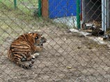 Центр реабилитации редких животных в Приморье, 1 сентября 2013 года