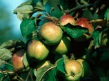 Ряд сортов генномодифицированного  картофеля и яблок признаны в США безопасными
