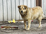Приморские зоозащитники пожаловались Нарышкину на Кобзона, который призвал истреблять бродячих собак