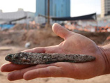 В Тель-Авиве раскопали 5000-летний поселок египтян, где варили пиво