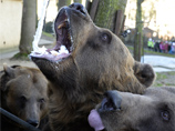 На Сахалине медведи начали выходить из спячки и пугать местных жителей
