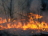 В 2013 году Россия стала лидером по количеству уничтоженного леса - потери составили более четверти от общемировых