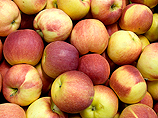 В Молдавии из-за российского эмбарго сгнили десятки тысяч тонн яблок 