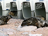 Все детеныши тюленей и нерп, которым потребуется реабилитация, будут поступать в Центр, который открылся после реконструкции в сентябре 2014 года