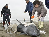 Местные власти и спасатели прикладывают все усилия, чтобы спасти дельфинов: они поливают их водой, чтобы предупредить пересыхание кожи на воздухе, и относят их обратно в море