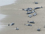 Около 150 дельфинов выбросились на восточное побережье Японии