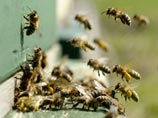 Около миллиона пчел погибли в автомобильной аварии на юге Франции
