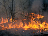 После пожаров в правительстве задумались об изъятии у регионов функций по защите лесов