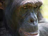 Защитники человекообразных обезьян настаивают, что эти животные обладают высоким интеллектом и осознают себя как личность, способны переживать сложные эмоции и заслуживают базовых прав, в том числе права на свободу от негуманного обращения