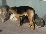 В Магадане бродячие собаки напали на 9-летнего мальчика. Местные жители призвали начать истребление животных В Магадане бродячие собаки напали на 9-летнего мальчика. Местные жители призвали начать истребление животных
