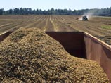 Россельхознадзор ограничил поставки в РФ сербских яблок и американского арахиса Россельхознадзор ограничил поставки в РФ сербских яблок и американского арахиса