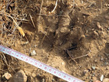 В национальном парке "Сайлюгемский" на Алтае вновь обнаружился подвид медведя, который считался вымершим: его никто не видел более 30 лет