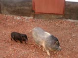 В исправительной колонии N22 в Приморском крае решили заняться разведением декоративных вьетнамских вислобрюхих свиней