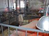 В приморской колонии решили разводить вьетнамских вислобрюхих свиней - на продажу и в воспитательных целях