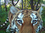 Год на воле: путинские тигры прошли по тайге тысячи километров и показали себя настоящими хищниками