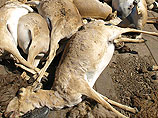 Массовый падеж сайгаков на севере Казахстана - погибло уже 10 тысяч животных