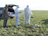 Массовый падеж сайгаков в Казахстане распространился уже на три области, погибли десятки тысяч животных