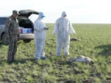 Массовый падеж сайгаков в Казахстане распространился уже на три области, погибли десятки тысяч животных Массовый падеж сайгаков в Казахстане распространился уже на три области, погибли десятки тысяч животных