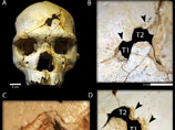 В Испании череп человека стал свидетельством "первого в мире убийства", совершенного 436 тысяч лет назад