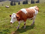 Ирландский бык-гей, которого от скотобойни спас один из создателей "Симпсонов", оказался натуралом Ирландский бык-гей, которого от скотобойни спас один из создателей "Симпсонов", оказался натуралом