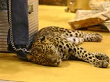 Двух молодых леопардов, сбежавших из квартиры на северо-западе Москвы, пришлось ловить сотрудникам полиции и департамента природопользования в первый день наступившего лета Двух молодых леопардов, сбежавших из квартиры на северо-западе Москвы, пришлось ловить сотрудникам полиции и департамента природопользования в первый день наступившего лета