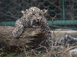 Московская полиция может возбудить уголовное дело после побега двух леопардов из жилой квартиры