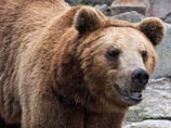 Спасатели на Камчатке придумали "правила медвежьей безопасности": голодных мишек советуют отпугивать пением