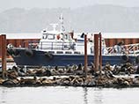Власти рыболовецкого городка в штате Орегон отпугивают морских львов фальшивым китом Власти рыболовецкого городка в штате Орегон отпугивают морских львов фальшивым китом