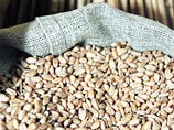 Пока не действует пошлина, экспорт пшеницы из России ускорился в 3 раза 