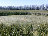 На юге России местных фермеров встревожило появление на поле странных кругов из примятой пшеницы