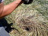 На юге России изучают загадочные круги на пшеничном поле (ФОТО)