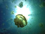 На дне Черного моря найдены доказательства Всемирного потопа На дне Черного моря найдены доказательства Всемирного потопа