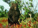 Камчатский бурый медведь относится к одному из крупнейших подвидов в мире. Длина взрослого самца достигает трех метров, а вес - 800 килограммов