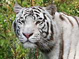 По данным "Интерфакса", пострадавший погиб, а зверя убили в присутствии главы МВД Грузии и директора зоопарка. Выяснилось, что это был тигр