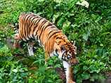 Жители Тбилиси начали фотоохоту на тигра, сбежавшего из городского зоопарка во время наводнения