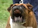 Британская порнозвезда приговорена к восьми месяцам тюрьмы из-за собаки, нападавшей на соседок