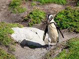 Пингвин из тбилисского зоопарка, доплывший по реке до Азербайджана после наводнения 14 июня, отправлен домой