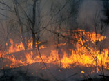 Площадь лесных пожаров в Сибири за выходные выросла втрое