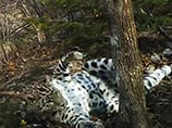 Одна из юных обитательниц приморского национального парка "Земля леопарда" стала героиней клипа. Артистичная леопардесса Бэри "станцевала" на камеру, после чего в Сети появился динамичный ролик с участием хищницы, порадовавший ученых