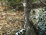 Сотрудникам национального парка "Земля леопарда" и WWF России удалось запечатлеть юную самку дальневосточного леопарда при помощи видеоловушки
