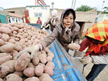 Власти КНР приучили китайцев к картошке, которая менее прихотлива, чем рис
