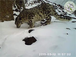 В горах Алтая засняли самку опекаемого Путиным снежного барса с выводком (ВИДЕО)