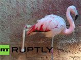 В зоопарке Бразилии сделали протез фламинго, чем обрекли птицу на одиночество